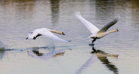Fototapeta na wymiar A pair of mute swans in flight
