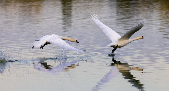 A pair of mute swans in flight