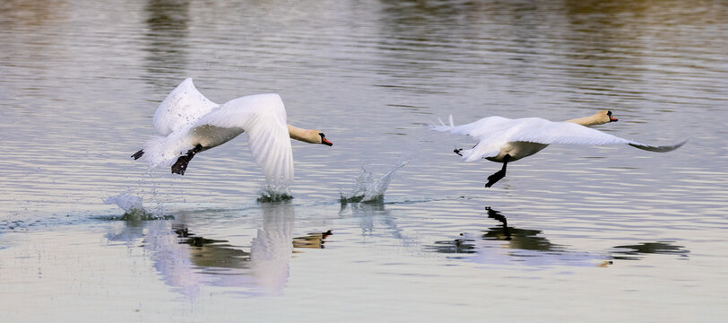 A pair of mute swans in flight