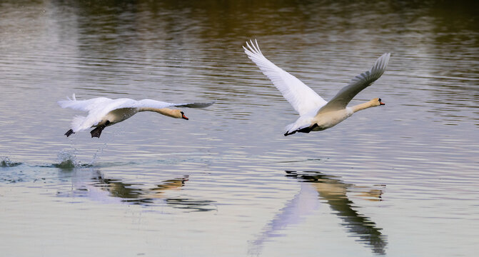 A pair of mute swans in flight