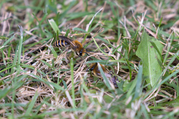 Ivy mining bees (Colletes hederae)