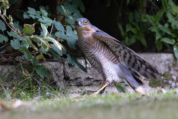 Sparrowhawk with its prey