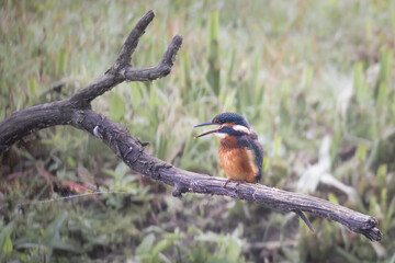 Kingfisher perched on branch