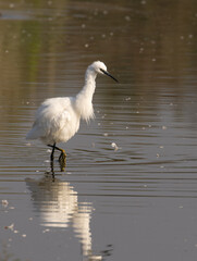Little egret standing in lake