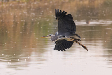 Grey heron in flight