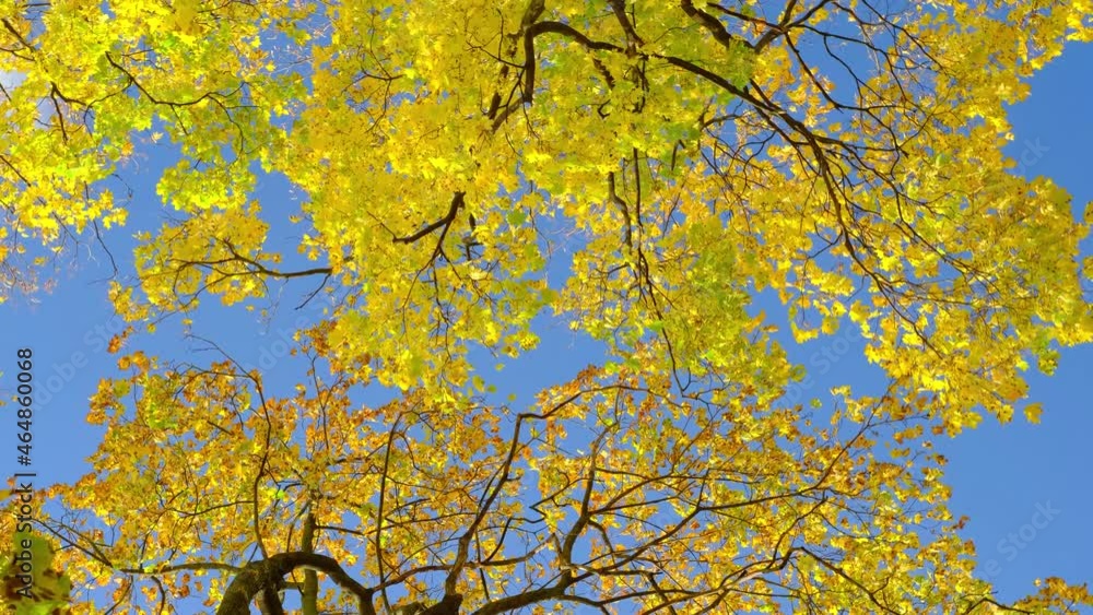 Wall mural autumn colorful leaves on the branches of a maple sway in the wind