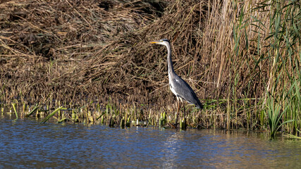 Grey heron portrait