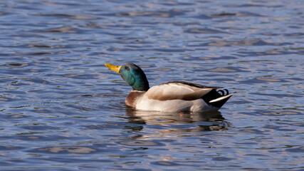Fototapeta premium Male mallard duck