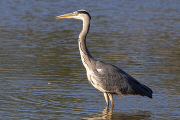 Grey heron portrait