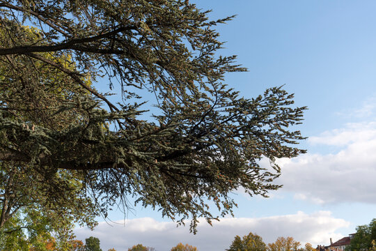 Im Park der Villa Berg, Stuttgart: Zedernbaum, gro&szlig;e &Auml;ste