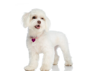 happy little bichon puppy wearing pink collar and sticking out tongue