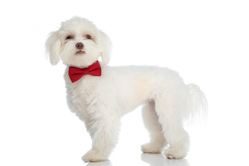 side view of cute elegant bichon puppy with bowtie looking up