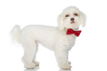side view of elegant little bichon puppy wearing red bowtie and looking up
