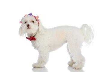 cute bichon puppy wearing flowers headband and looking up