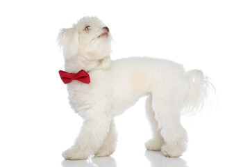curious elegant bichon puppy wearing red bowtie and looking up