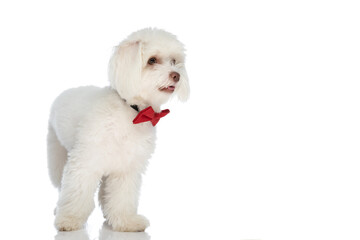 sweet little bichon dog with bowtie looking to side and panting