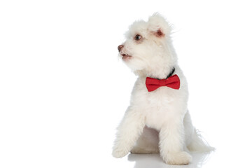 cute little bichon dog wearing red bowtie and looking to side