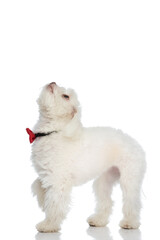 eager small bichon doggy with bowtie curiously looking up