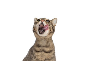 beautiful metis cat looking up, feeling shocked