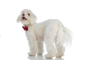 back view of adorable bichon puppy wearing red bowtie and looking up