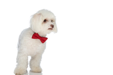 adorable bichon puppy wearing red bowtie and looking to side