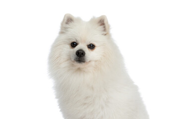 pomeranian dog with white fur is looking at the camera