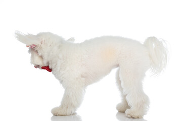 side view of playful little bichon with bowtie and flowers headband looking to side