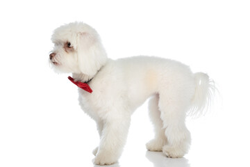 side view of adorable little bichon puppy wearing red bowtie and looking to side