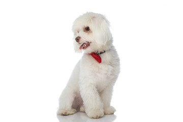  cute little bichon puppy looking to side and sticking out tongue