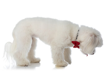 side view of curious little bichon dog with bowtie looking down