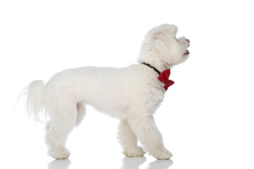 side view of lovely small bichon dog wearing bowtie and looking to side