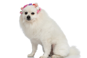 Fototapeta na wymiar cute little pomeranian dog wearing a headband of flowers