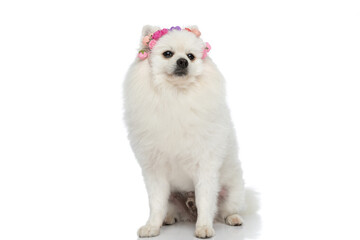 pomeranian dog wearing a headband of flowers