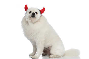 adorable pomeranian dog wearing devil horns and sitting