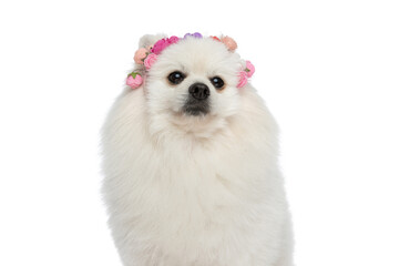 Naklejka premium pomeranian dog wearing a headband of flowers