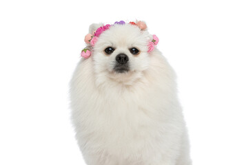 pomeranian dog wearing a headband of flowers