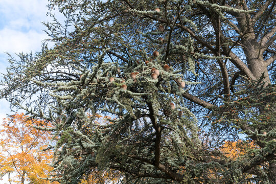Im Park der Villa Berg, Stuttgart: Zedernbaum, Detail Zapfen