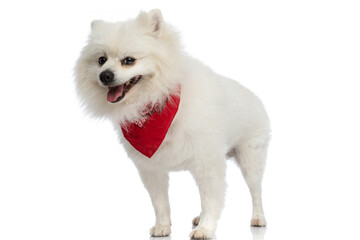 adorable pomeranian dog panting, feeling happy