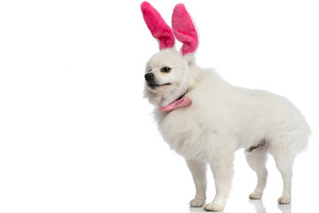 adorable pomeranian dog wearing pink rabbit ears and bowtie