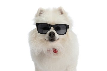 cute pomeranian dog wearing sunglasses and a red bowtie