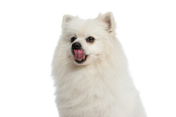 pomeranian dog licking his nose and feeling thirsty