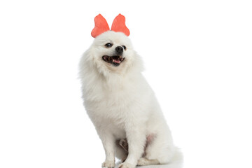 adorable seated pomeranian dog wearing a butterfly headband