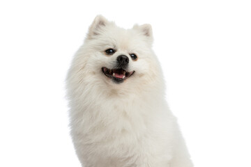 cute little pomeranian dog sticking out tongue and feeling happy