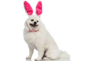 cute little pomeranian dog wearing pink bunny ears