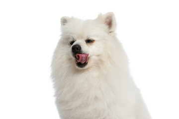 sweet pomeranian dog licking his mouth and feeling eager