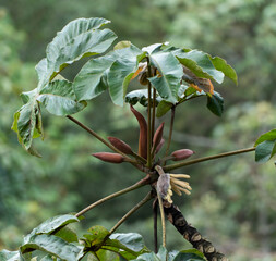 El yagrumo, yarumo, guarumo o guarumbo, es un árbol representativo de la zona intertropical...