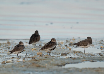 Dunlins resting at Busaiteen coast, Bahrain