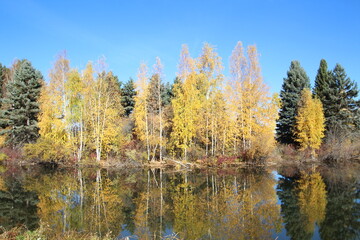 autumn trees on the lake, William Hawrelak Park, Edmonton, Alberta