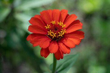 Zinnia es un género de plantas anuales y perennes de la familia Asteraceae, originalmente de...