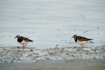 A pair of Ruddy Turnstone feeding at Busaiteen coast, Bahrain
